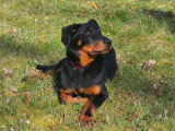 Au rythme canin