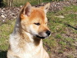 Au rythme canin