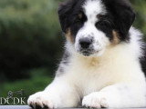 Au rythme canin