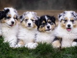 Au rythme canin
