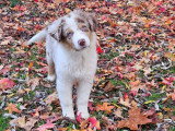 Au rythme canin