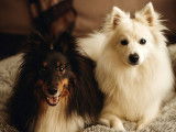 Pets Équilibre