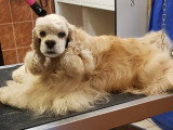 Centre Canin de Haute Tarentaise