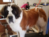Centre Canin de Haute Tarentaise