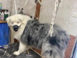 Centre Canin de Haute Tarentaise
