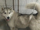 Centre Canin de Haute Tarentaise