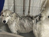 Centre Canin de Haute Tarentaise