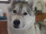 Centre Canin de Haute Tarentaise