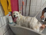 Centre Canin de Haute Tarentaise