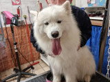 Centre Canin de Haute Tarentaise