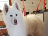 Centre Canin de Haute Tarentaise
