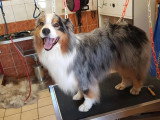 Centre Canin de Haute Tarentaise