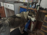 Centre Canin de Haute Tarentaise
