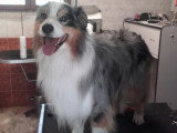 Centre Canin de Haute Tarentaise