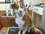 Centre Canin de Haute Tarentaise