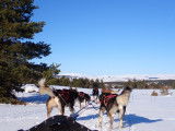 Chiens De Traîneau Cantal