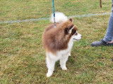 European Pomsky Club (ECL)