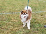 European Pomsky Club (ECL)