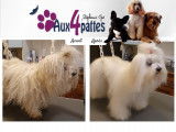 Chanel, cliente fidèle depuis de nombreuses années, une petite bichon maltais qui fait 2 heures de route tous les 2 mois pour venir au salon de toilettage Aux 4 pattes et se faire belle