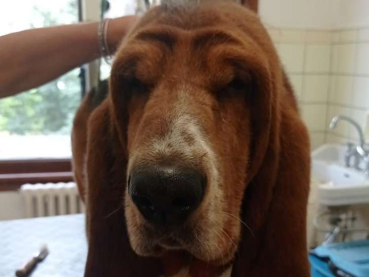Cham Dog