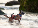 Code Canin
