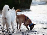 Code Canin