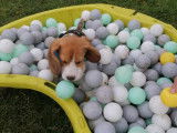 Code Canin