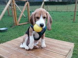 Code Canin
