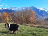 Bien vivre avec son chien Maurienne