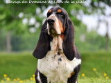 Du Domaine de Léon de la Seille