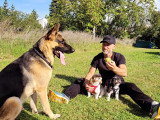 Abc Dog Center