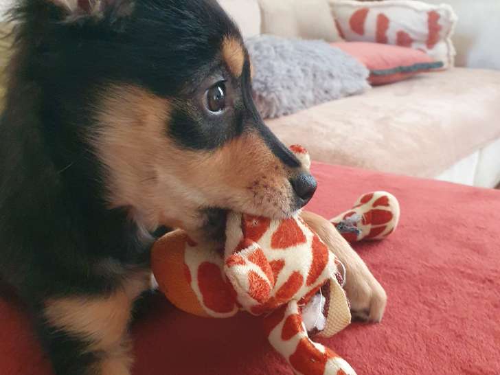 Garde à votre domicile et transport d animaux de compagnie