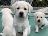 Labrador Blanc – White Labrador