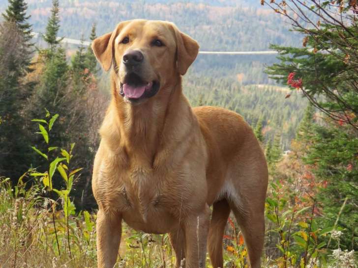 Red Shack Labrador