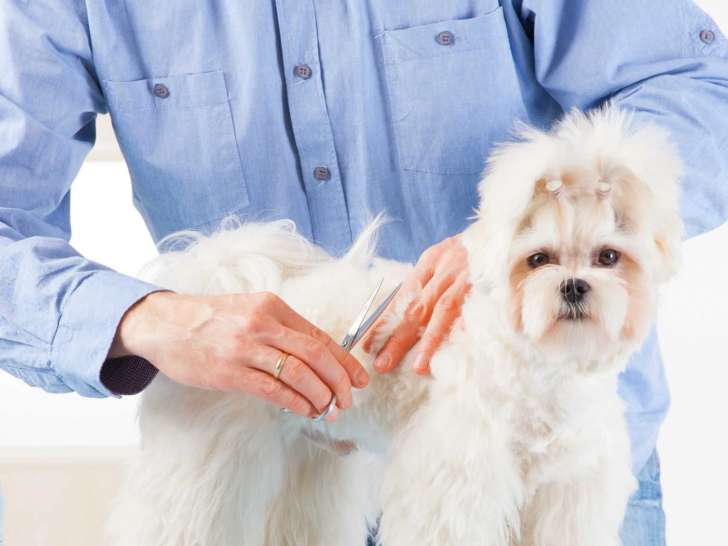 Salon De Beauté Canine