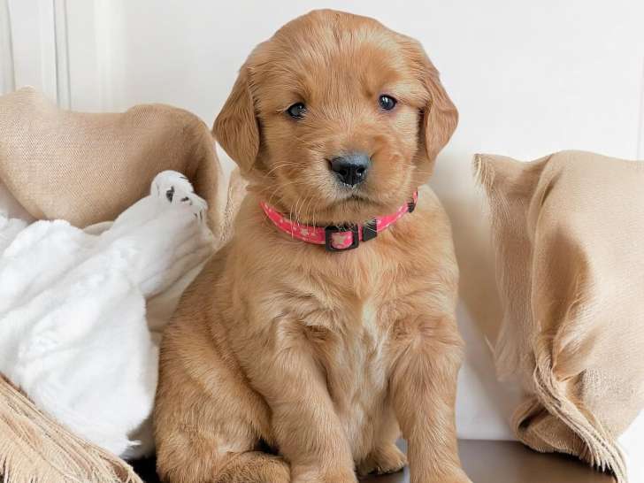 La Maison des Anges Canins