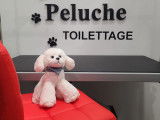 Peluche