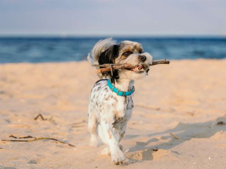 Elite Canin