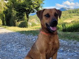 Team Dog des Savoies