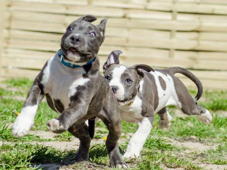 Team Dog des Savoies