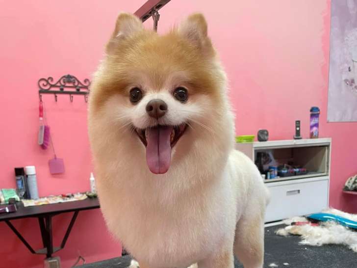 Passion Canine