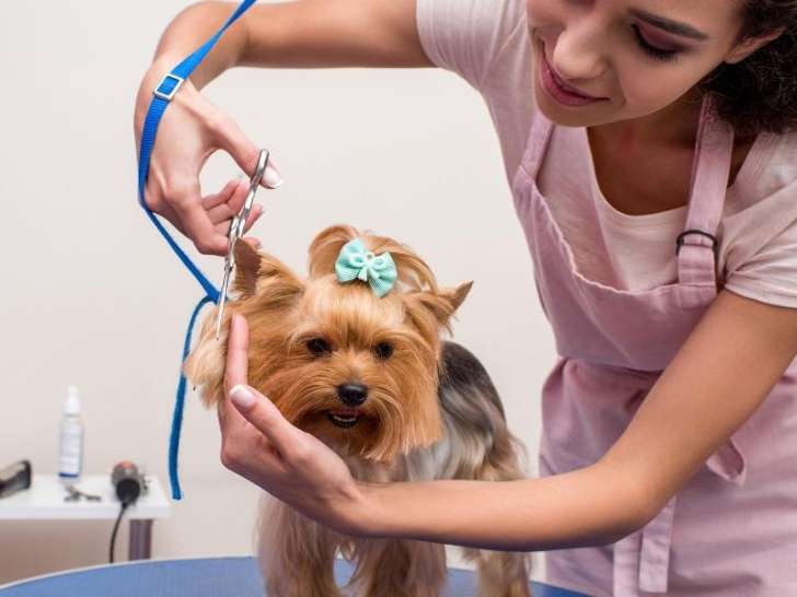 Ça C'est Chiens