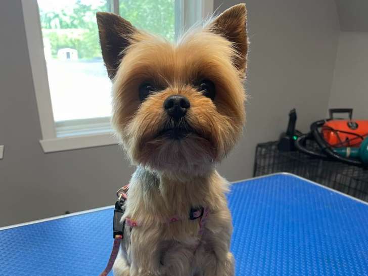Le Chic Chien
