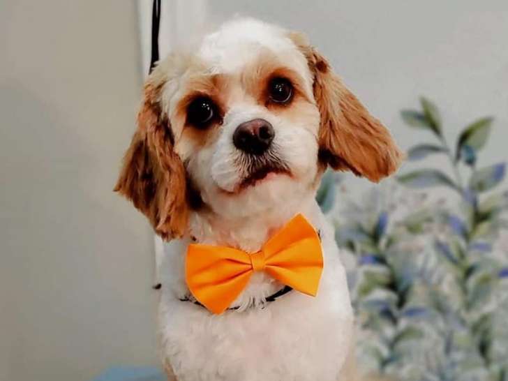 Le luxe pour chien et chat