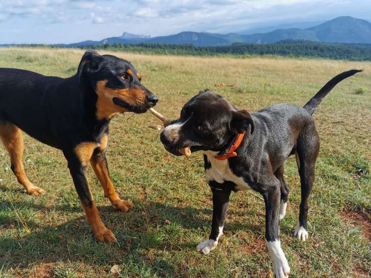Doglye&co