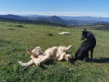 Doglye&co