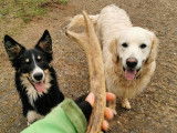 Doglye&co