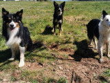 Doglye&co