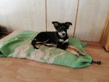 Doglye&co