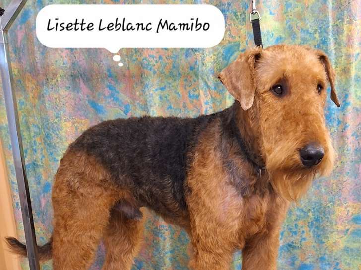 Mamibo